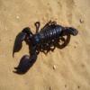 emperor scorpion.png